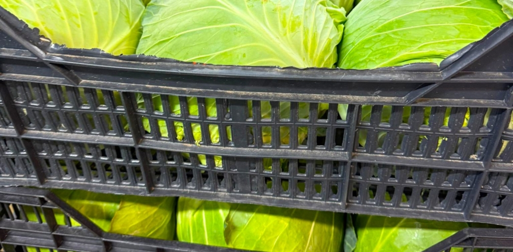 Nuestras coles y repollos ya están listos